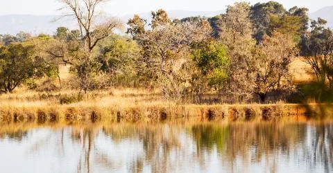 The pound lake and   tree reflection in water 库存照片