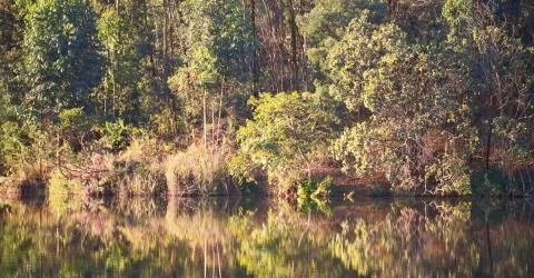 The pound lake and   tree reflection in water 스톡 사진