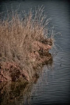 The pound lake and   tree reflection in water 库存照片