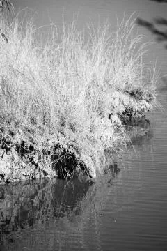 The pound lake and   tree reflection in water 写真素材