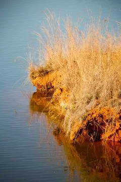 The pound lake and   tree reflection in water 库存照片