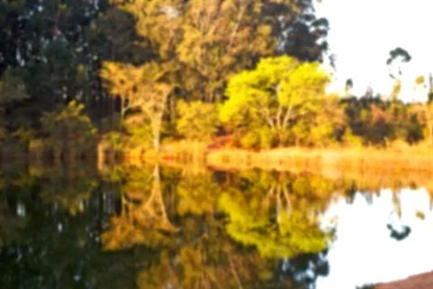 The pound lake and   tree reflection in water 库存照片