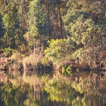 The pound lake and   tree reflection in water 库存照片