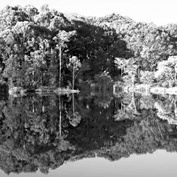 The pound lake and   tree reflection in water 写真素材
