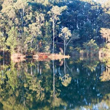 The pound lake and   tree reflection in water 스톡 사진