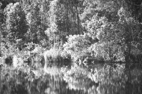 The pound lake and   tree reflection in water 库存照片