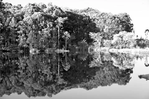 The pound lake and   tree reflection in water 스톡 사진