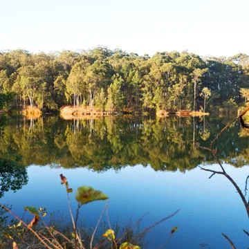 The pound lake and   tree reflection in water 库存照片