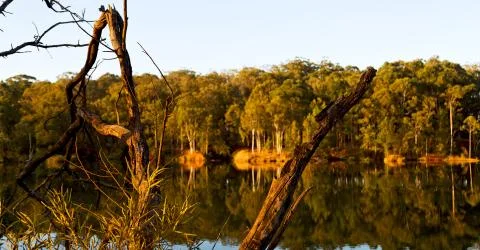 The pound lake and   tree reflection in water Stock Photos