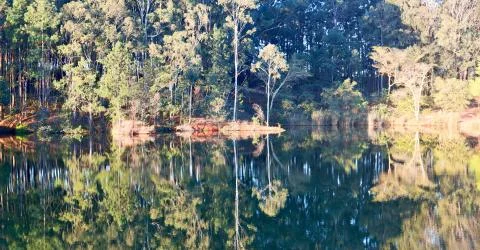 The pound lake and   tree reflection in water 库存照片