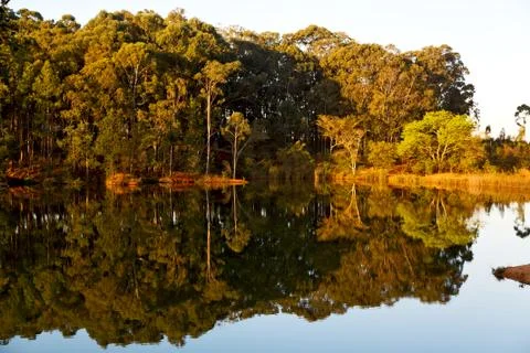 The pound lake and   tree reflection in water 库存照片