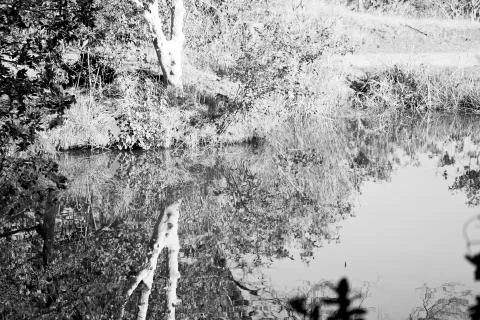 The pound lake and   tree reflection in water Stock Photos