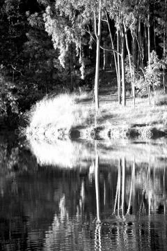 The pound lake and   tree reflection in water 스톡 사진