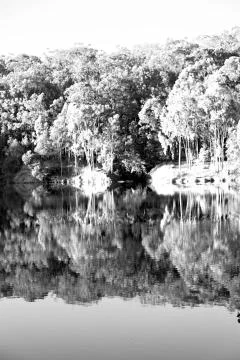The pound lake and   tree reflection in water 库存照片
