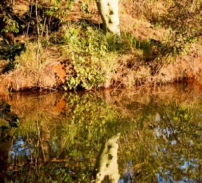 The pound lake and   tree reflection in water 스톡 사진