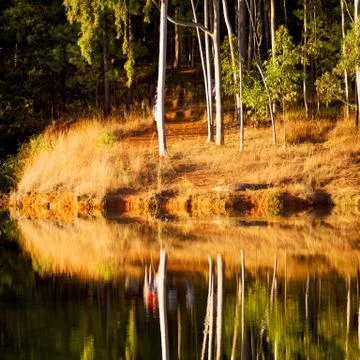 The pound lake and   tree reflection in water Stock Photos