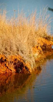 The pound lake and   tree reflection in water 스톡 사진