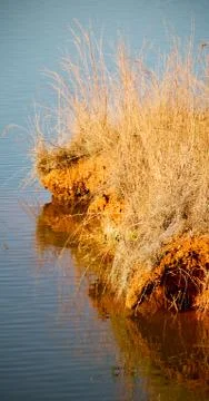 The pound lake and   tree reflection in water 库存照片