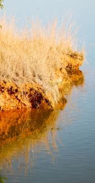 The pound lake and   tree reflection in water 스톡 사진