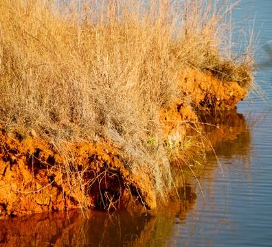 The pound lake and   tree reflection in water Stock Photos