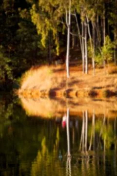The pound lake and   tree reflection in water 库存照片