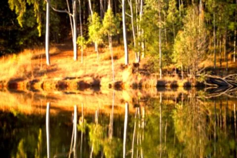 The pound lake and   tree reflection in water 스톡 사진