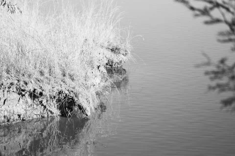 The pound lake and   tree reflection in water 库存照片