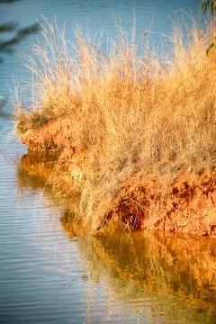 The pound lake and   tree reflection in water 스톡 사진