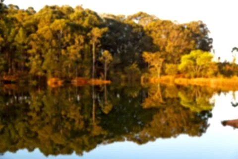 The pound lake and   tree reflection in water 스톡 사진