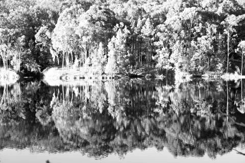 The pound lake and   tree reflection in water 库存照片