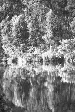 The pound lake and   tree reflection in water 스톡 사진