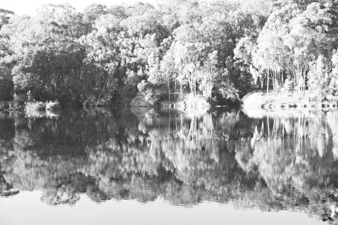 The pound lake and   tree reflection in water 库存照片