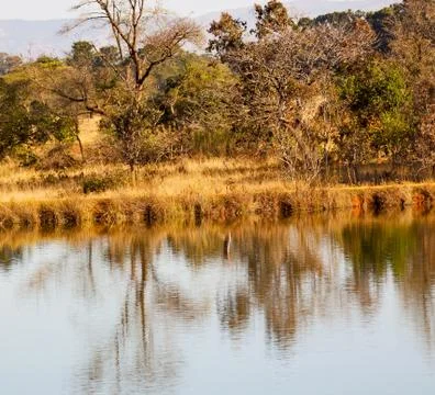 The pound lake and   tree reflection in water 库存照片