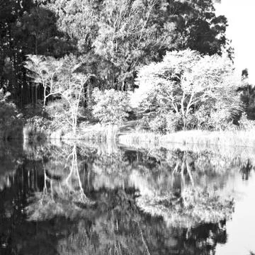 The pound lake and   tree reflection in water 库存照片