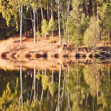 The pound lake and   tree reflection in water 库存照片