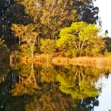 The pound lake and   tree reflection in water 写真素材