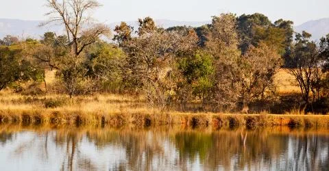 The pound lake and   tree reflection in water 스톡 사진