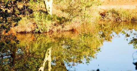 The pound lake and   tree reflection in water 库存照片