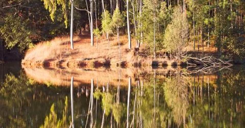 The pound lake and   tree reflection in water Stock Photos