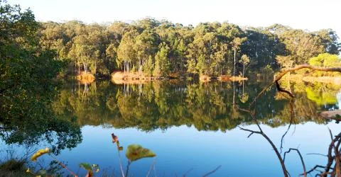 The pound lake and   tree reflection in water 스톡 사진