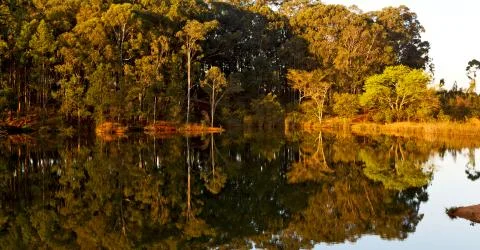 The pound lake and   tree reflection in water 库存照片