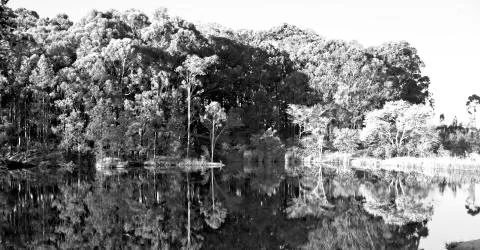 The pound lake and   tree reflection in water 스톡 사진