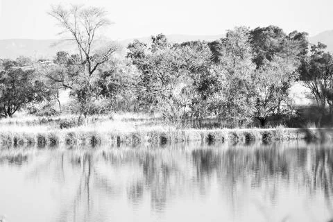 The pound lake and   tree reflection in water 스톡 사진