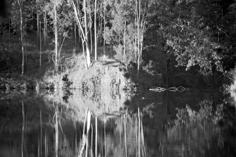 The pound lake and   tree reflection in water 스톡 사진