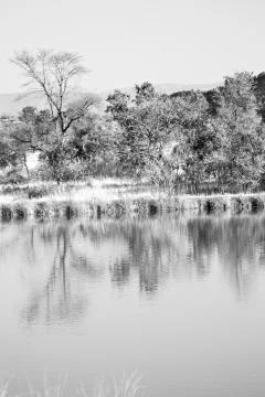 The pound lake and   tree reflection in water 스톡 사진