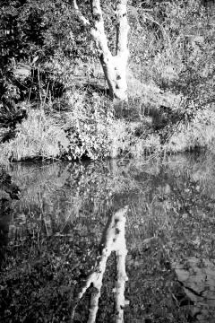The pound lake and   tree reflection in water 库存照片
