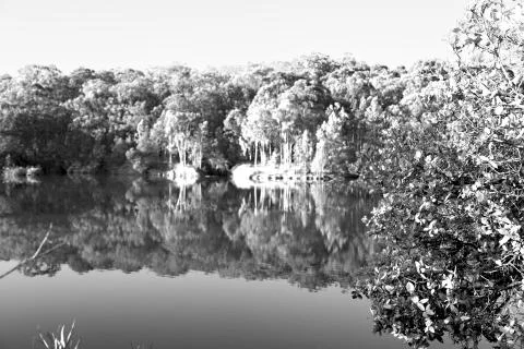The pound lake and   tree reflection in water Stock Photos
