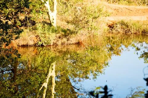 The pound lake and   tree reflection in water 写真素材