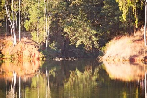 The pound lake and   tree reflection in water 스톡 사진