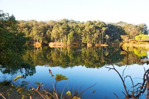 The pound lake and   tree reflection in water 写真素材